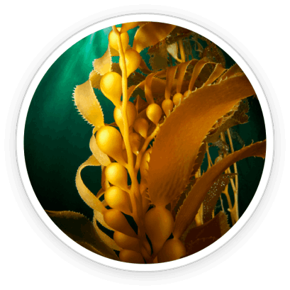 Pawbiotix Ingredient